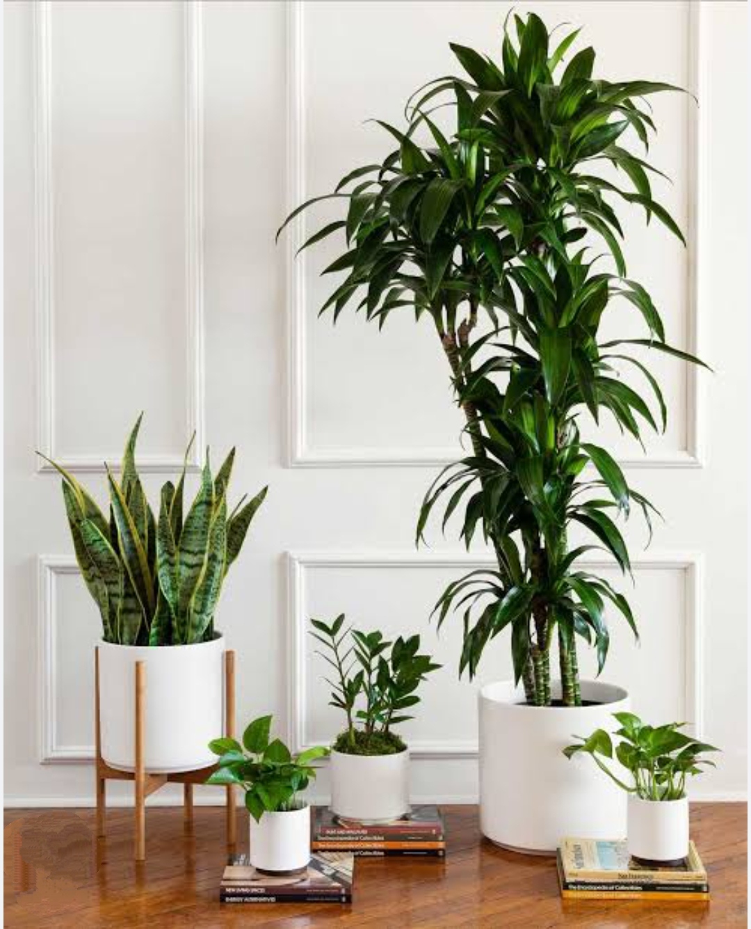 air purifying plants christmas gifts for female coworkers under $20