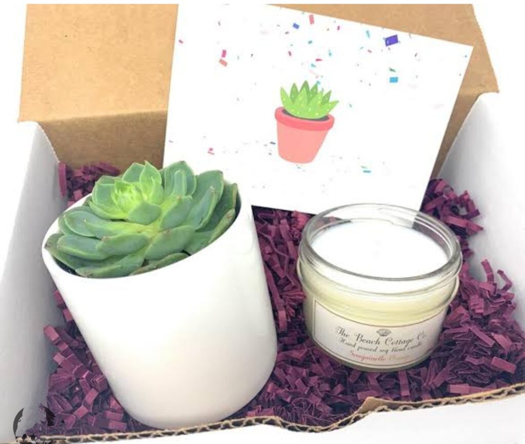 succulent gift box christmas gifts for female coworkers under $20