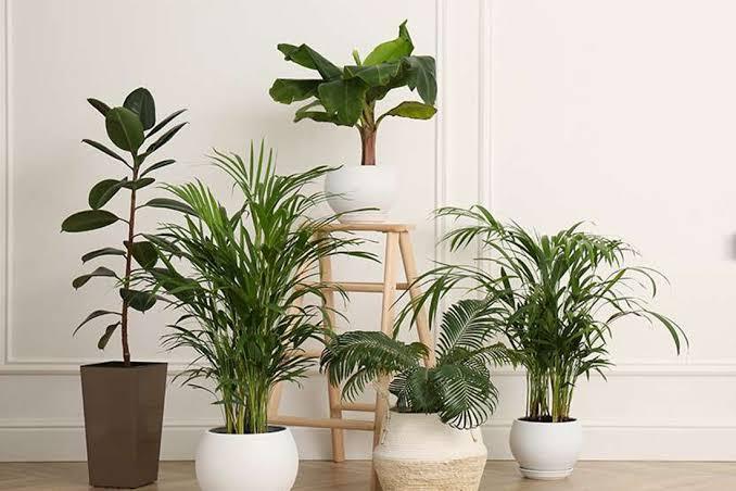 indoor plant top 12 christmas gifts for your ex-wife-complete buyer's guide (2023)